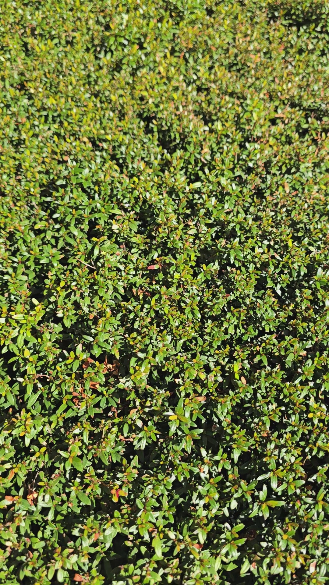 Working Party Dog Rottweiler Sticker